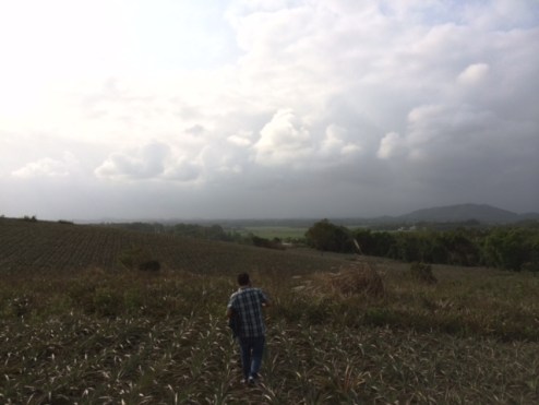 Field of pineapples.JPG