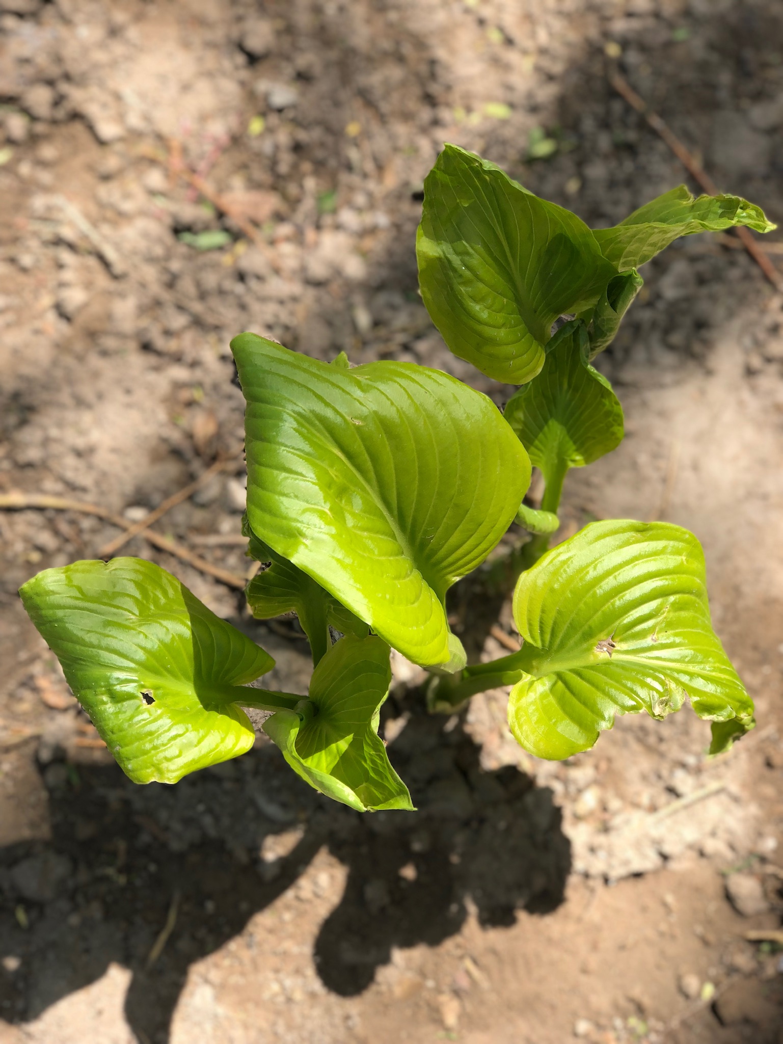 018a585f3510b3acaa41a4c1829cc8261edf268363